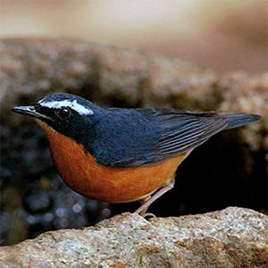 Indian Blue Robin